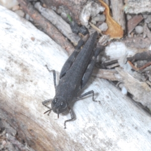 Cirphula pyrrhocnemis at Stromlo, ACT - 15 Apr 2023