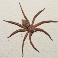 Heteropoda jugulans (Brown Huntsman Spider) at Ormiston, QLD - 16 Apr 2023 by TimL