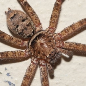 Heteropoda jugulans at Ormiston, QLD - 16 Apr 2023 09:42 AM