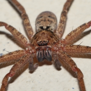 Heteropoda jugulans at Ormiston, QLD - 16 Apr 2023 09:42 AM