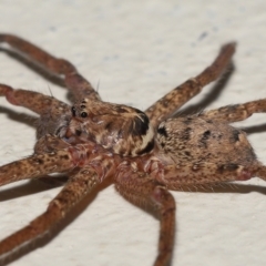 Heteropoda jugulans at Ormiston, QLD - 16 Apr 2023 09:42 AM