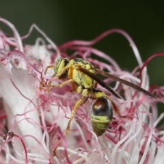 Bembix sp. (genus) at Wellington Point, QLD - 9 Apr 2023 by TimL