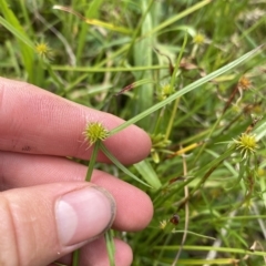 Cyperus sphaeroideus (Scented Sedge) at Wamboin, NSW - 4 Feb 2023 by natureguy