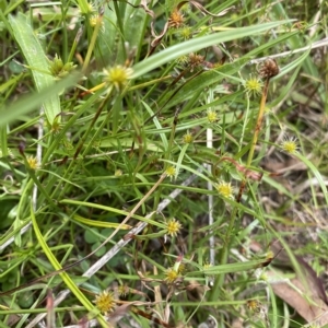 Cyperus sphaeroideus at Wamboin, NSW - 4 Feb 2023