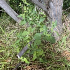 Solanum chenopodioides at Wamboin, NSW - 4 Feb 2023 03:24 PM