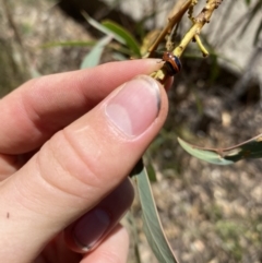 Calomela curtisi (Acacia leaf beetle) at Wamboin, NSW - 5 Feb 2023 by natureguy