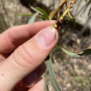 Calomela curtisi at Wamboin, NSW - 5 Feb 2023