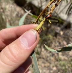 Calomela curtisi at Wamboin, NSW - 5 Feb 2023