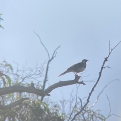 Cinclosoma punctatum (Spotted Quail-thrush) at Wamboin, NSW - 4 Feb 2023 by natureguy