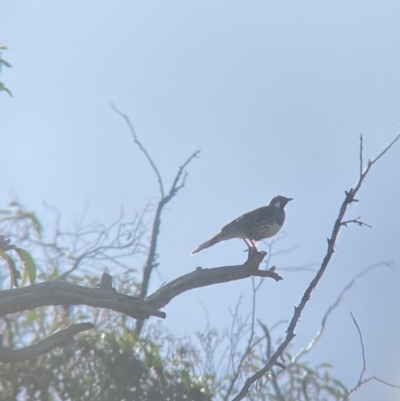 Cinclosoma punctatum (Spotted Quail-thrush) at Wamboin, NSW - 5 Feb 2023 by natureguy