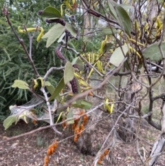 Delias harpalyce at Wamboin, NSW - 4 Feb 2023 07:35 AM