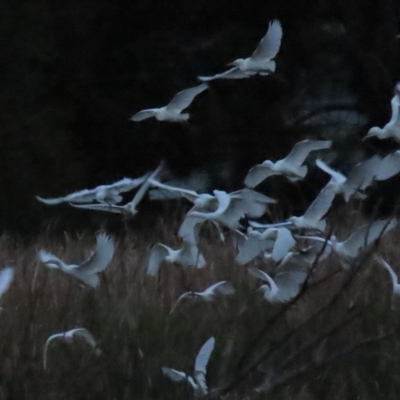 Bubulcus coromandus (Eastern Cattle Egret) at Fyshwick, ACT - 16 Apr 2023 by BenW