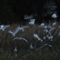 Bubulcus coromandus at Fyshwick, ACT - 16 Apr 2023