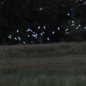 Bubulcus coromandus at Fyshwick, ACT - 16 Apr 2023