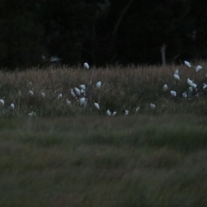 Bubulcus coromandus at Fyshwick, ACT - 16 Apr 2023