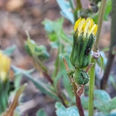 Sonchus oleraceus (Annual Sowthistle) at Birdwood, SA - 16 Apr 2023 by trevorpreston