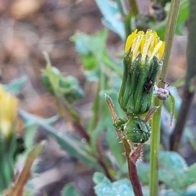 Sonchus oleraceus (Annual Sowthistle) at Birdwood, SA - 16 Apr 2023 by trevorpreston