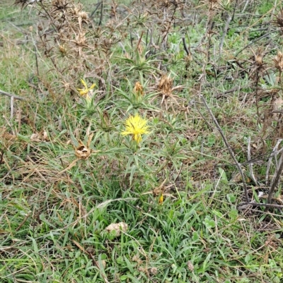 Carthamus lanatus (Saffron Thistle) at Kambah, ACT - 17 Apr 2023 by LPadg