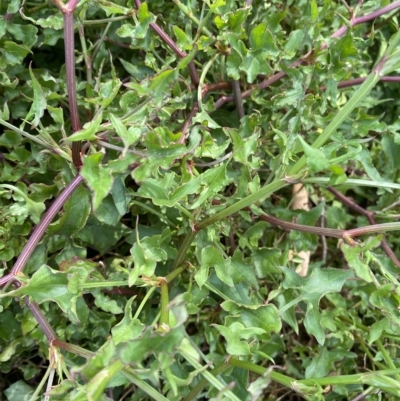 Rumex sagittatus (Turkey Rhubarb, Climbing Dock) at Long Beach, NSW - 13 Jan 2023 by natureguy