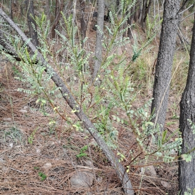 Indigofera adesmiifolia (Tick Indigo) at Pearce, ACT - 17 Apr 2023 by LPadg