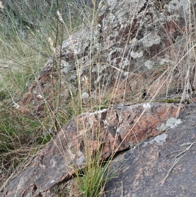 Rytidosperma sp. (Wallaby Grass) at Pearce, ACT - 16 Apr 2023 by LPadg