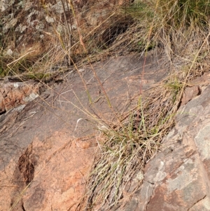 Cymbopogon refractus at Pearce, ACT - 17 Apr 2023