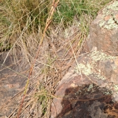 Cymbopogon refractus at Pearce, ACT - 17 Apr 2023