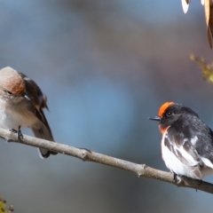 Petroica goodenovii (Red-capped Robin) at Yass, NSW - 20 Jul 2019 by Untidy