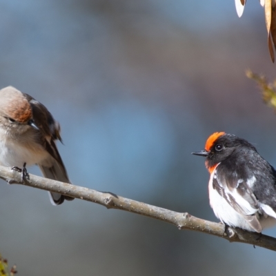 Petroica goodenovii (Red-capped Robin) at Yass, NSW - 20 Jul 2019 by Untidy