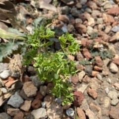 Euphorbia peplus (Petty Spurge) at Long Beach, NSW - 13 Jan 2023 by natureguy