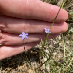 Wahlenbergia littoricola (Coast Bluebell) at Long Beach, NSW - 13 Jan 2023 by natureguy