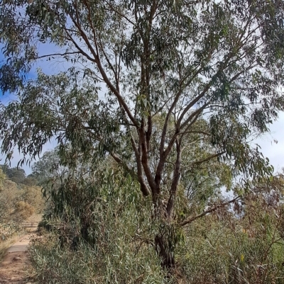 Eucalyptus goniocalyx (Bundy Box) at Pearce, ACT - 17 Apr 2023 by LPadg