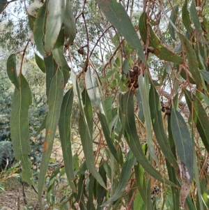 Eucalyptus goniocalyx at Pearce, ACT - 17 Apr 2023