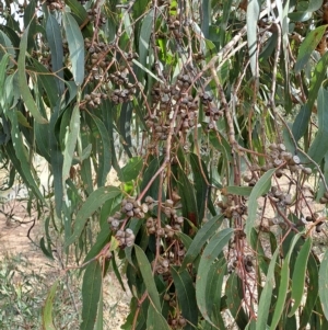 Eucalyptus goniocalyx at Pearce, ACT - 17 Apr 2023