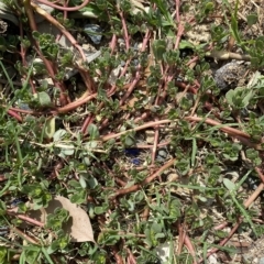 Portulaca oleracea (Munyeroo ,Pigweed, Purslane) at Long Beach, NSW - 13 Jan 2023 by natureguy