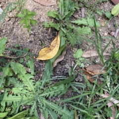 Taraxacum sp. (Dandelion) at Long Beach, NSW - 12 Jan 2023 by natureguy