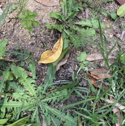 Taraxacum sp. (Dandelion) at Long Beach, NSW - 12 Jan 2023 by natureguy