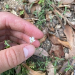 Epilobium hirtigerum (Hairy Willowherb) at Long Beach, NSW - 13 Jan 2023 by natureguy