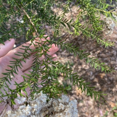 Ozothamnus diosmifolius (Rice Flower, White Dogwood, Sago Bush) at Long Beach, NSW - 12 Jan 2023 by natureguy