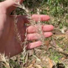 Rytidosperma sp. (Wallaby Grass) at Long Beach, NSW - 13 Jan 2023 by natureguy