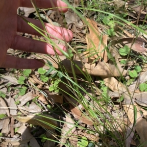 Rytidosperma (genus) at Long Beach, NSW - 13 Jan 2023 10:11 AM