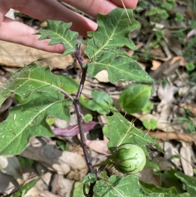 Solanum prinophyllum (Forest Nightshade) at Long Beach, NSW - 12 Jan 2023 by natureguy