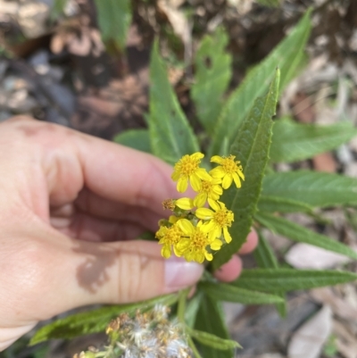 Senecio linearifolius (Fireweed Groundsel, Fireweed) at Long Beach, NSW - 12 Jan 2023 by natureguy