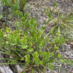 Goodenia ovata (Hop Goodenia) at Long Beach, NSW - 13 Jan 2023 by natureguy