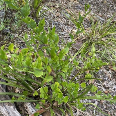 Goodenia ovata (Hop Goodenia) at Long Beach, NSW - 13 Jan 2023 by natureguy