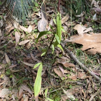 Xerochrysum bracteatum (Golden Everlasting) at Long Beach, NSW - 13 Jan 2023 by natureguy