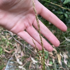 Lepidosperma laterale (Variable Sword Sedge) at Long Beach, NSW - 13 Jan 2023 by natureguy