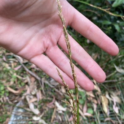 Lepidosperma laterale (Variable Sword Sedge) at Long Beach, NSW - 13 Jan 2023 by natureguy