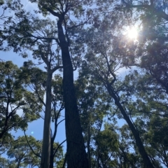 Eucalyptus pilularis (Blackbutt) at Long Beach, NSW - 13 Jan 2023 by natureguy