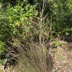 Unidentified Grass at Long Beach, NSW - 13 Jan 2023 by natureguy